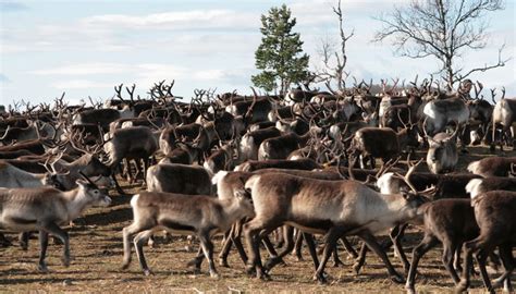 Rennäringen i Sverige .